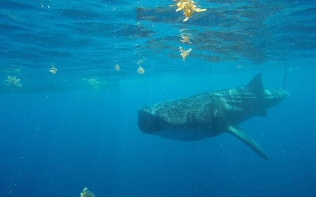 Half Day Whale Shark Tour From Tulum photo 15