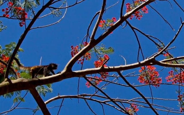 Wild Monkey Tour (Private, Half Day) photo 8