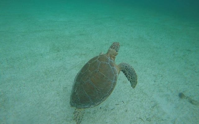 Excursion privée : snorkeling avec les tortues marines à Akumal et aventure en cénote photo 10