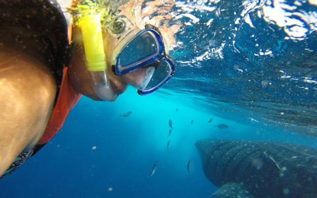 Half Day Whale Shark Tour From Tulum photo 7