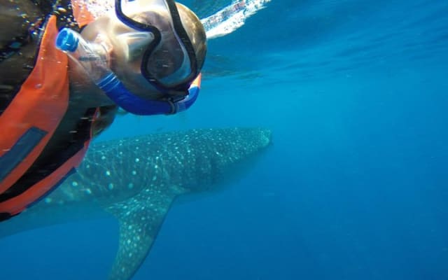 Half Day Whale Shark Tour From Tulum photo 9