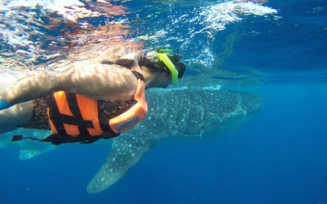 Half Day Whale Shark Tour From Tulum photo 4