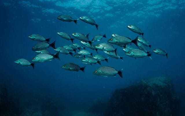 PADI Descubre el buceo en Sayulita, sin necesidad de certificación photo 2