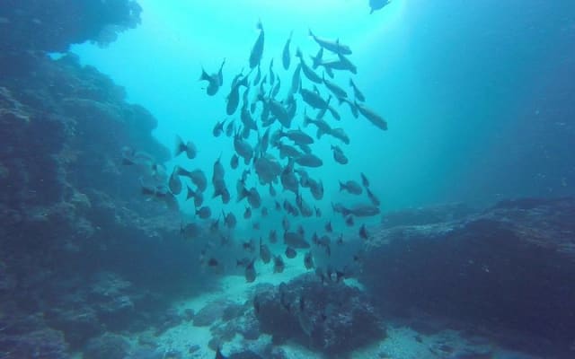PADI Descubre el buceo en Sayulita, sin necesidad de certificación photo 6