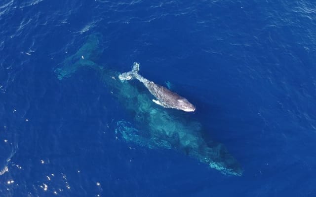 Small-Group Whale Watch with Marine Biologist in Cabo San Lucas photo 5