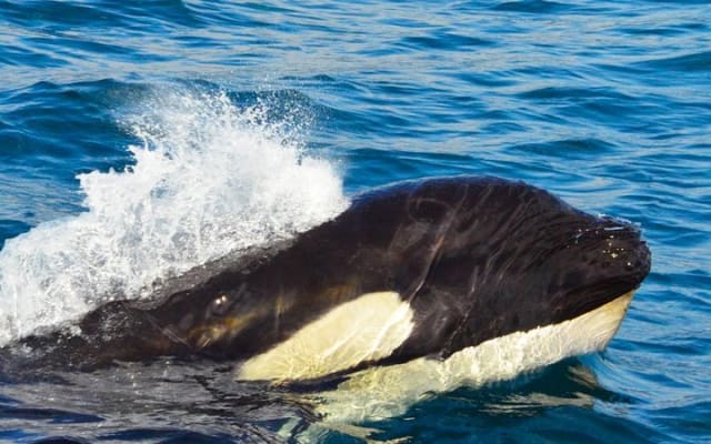 Small-Group Whale Watch with Marine Biologist in Cabo San Lucas photo 7