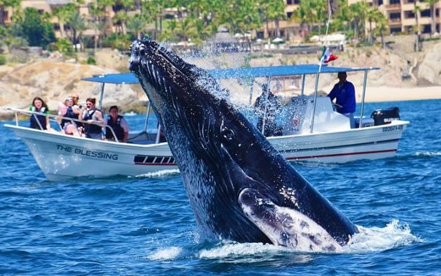 Small-Group Whale Watch with Marine Biologist in Cabo San Lucas photo 2