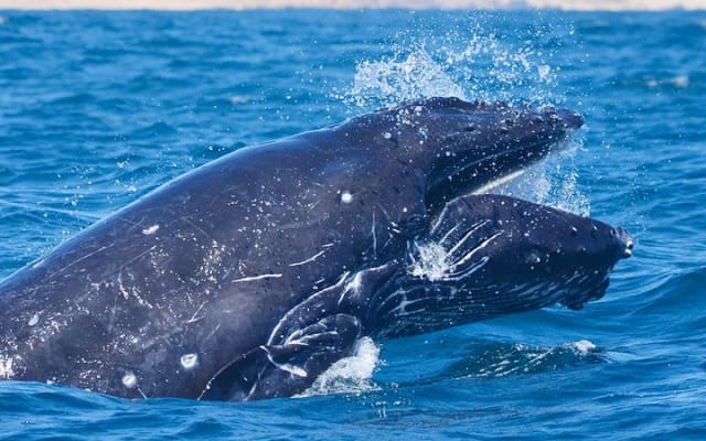 Small-Group Whale Watch with Marine Biologist in Cabo San Lucas photo 8
