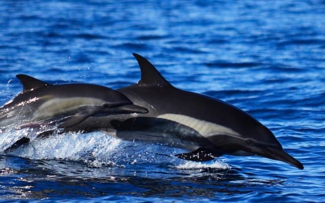 Small-Group Whale Watch with Marine Biologist in Cabo San Lucas photo 9