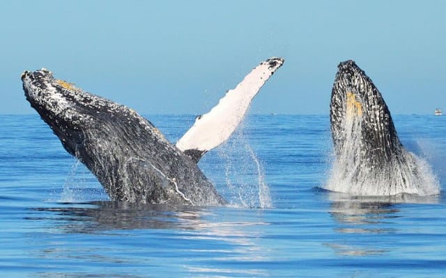 Small-Group Whale Watch with Marine Biologist in Cabo San Lucas photo 12