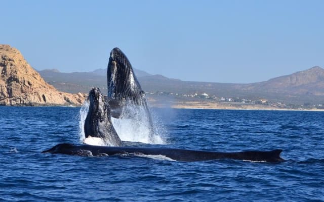 Zodiac Whale Watch with Marine Biologist in Cabo San Lucas