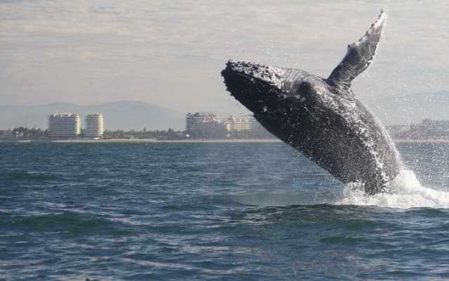 Excursion d'une demi-journée en petit groupe pour observer les baleines à Puerto Vallarta photo 2