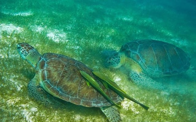 Turtles and Cenote from Riviera Maya photo 2