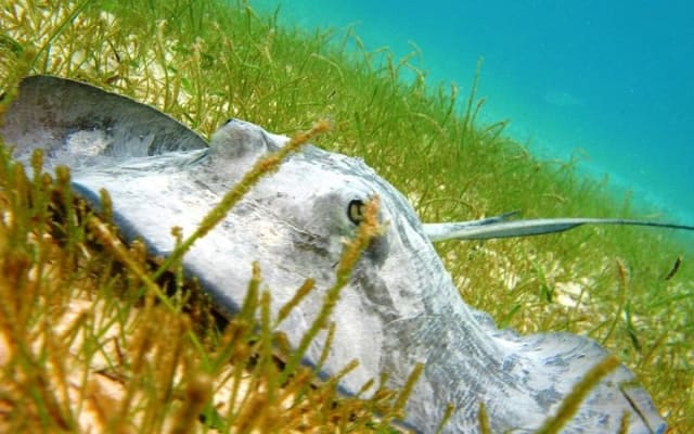 Turtles and Cenote from Riviera Maya photo 4