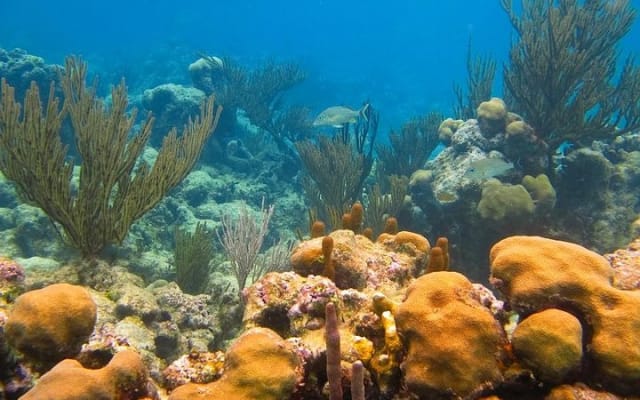 Turtles and Cenote from Riviera Maya photo 5