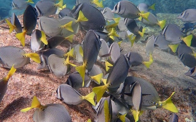 2-Tank Scuba in Marine Reserve and Corridor for Certified Divers