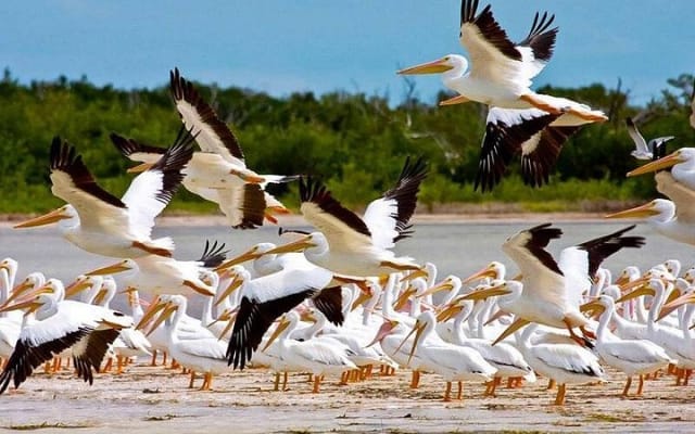 Isla Contoy photo 3