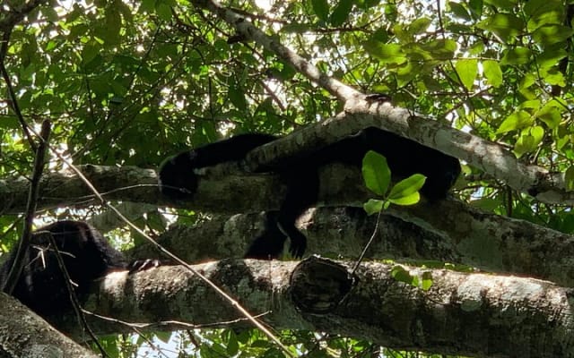 Coba Ruins and Punta Laguna Monkey Reserve Day Tour from Tulum photo 8