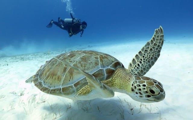2-Tank Morning or Afternoon Dives in Playa del Carmen certified Divers Only