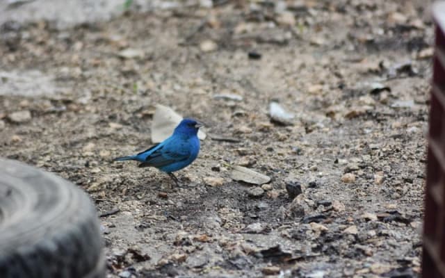 Birdwatching Sian Ka'an Biosphere Reserve photo 14