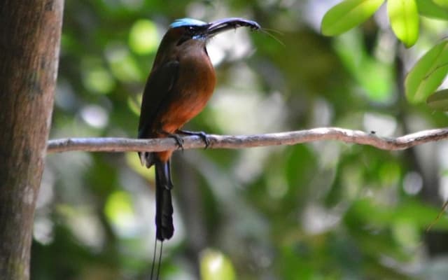 Birdwatching Sian Ka'an Biosphere Reserve photo 9