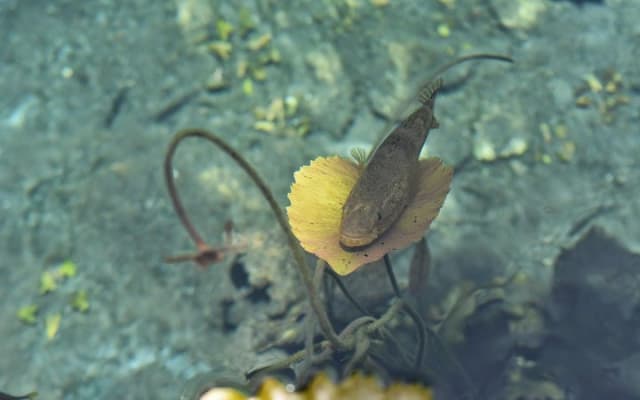 Reef and Cenote Snorkeling Experience photo 4
