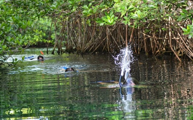 Reef and Cenote Snorkeling Experience photo 13