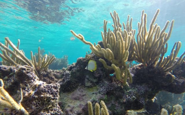 Reef and Cenote Snorkeling Experience photo 6