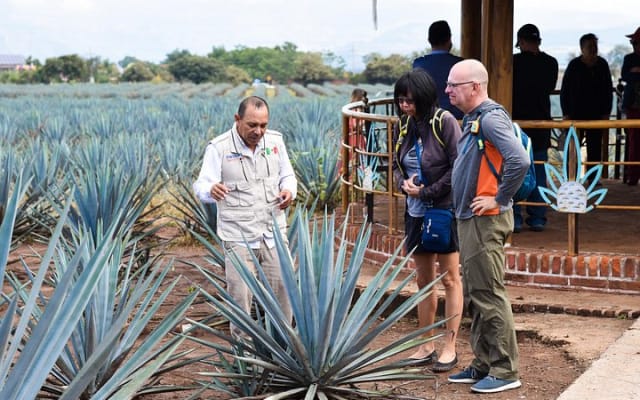 Experiencia Ruta del Tequila desde Guadalajara photo 7
