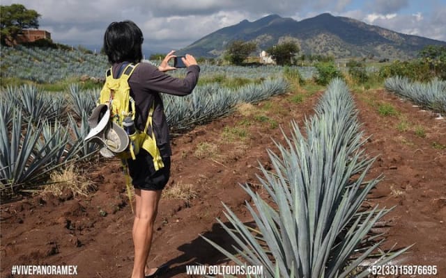 Experiencia Ruta del Tequila desde Guadalajara photo 8