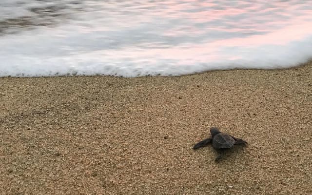 Liberación de tortugas en Cabo photo 6