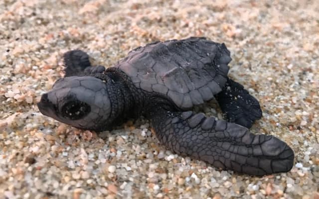 Liberación de tortugas en Cabo photo 7