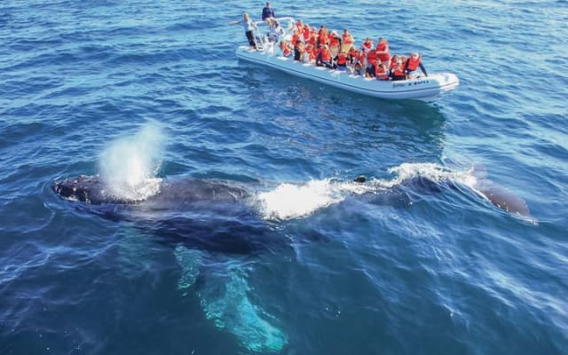 Puerto Vallarta Small-Group Whale Watching Experience photo 2