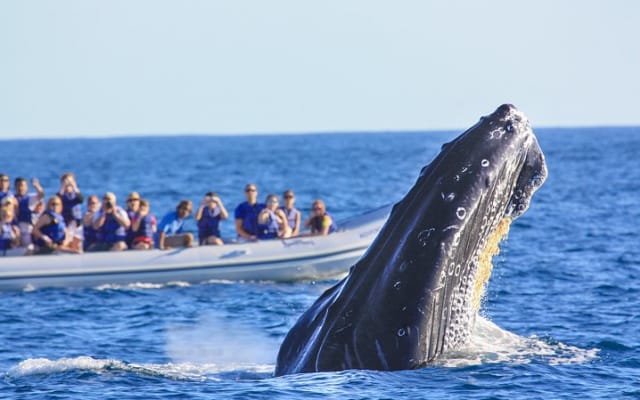 Puerto Vallarta Small-Group Whale Watching Experience photo 3