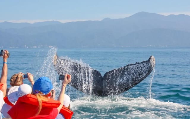 Puerto Vallarta Small-Group Whale Watching Experience photo 4