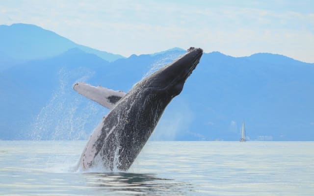 Puerto Vallarta Small-Group Whale Watching Experience photo 12