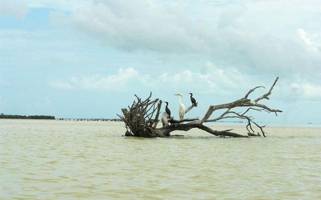 Tour Holbox by Boat - Two Island and One Cenote from Riviera Maya photo 7