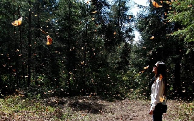 Monarch Butterfly Sanctuary Day Trip from Mexico City photo 2
