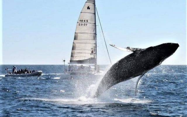 Whale Watching Tour in Los Cabos