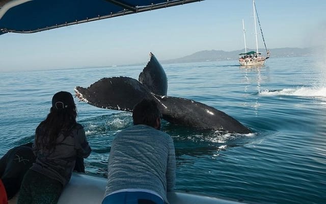 Whale and Dolphin Watching with a Biologist in Puerto Vallarta