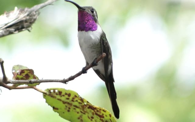 Bird Watching Tour near Merida-Half Day photo 2