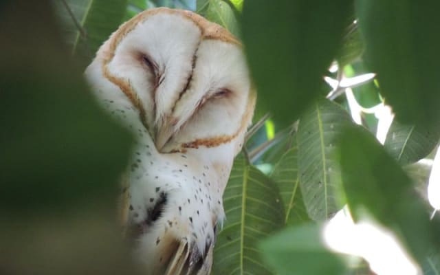 Bird Watching Tour near Merida-Half Day photo 5