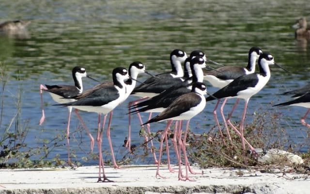 Bird Watching Tour near Merida-Half Day photo 6
