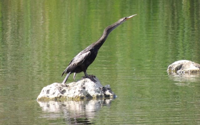 Bird Watching Tour near Merida-Half Day photo 7