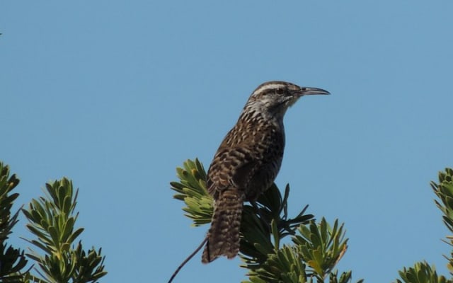 Bird Watching Tour near Merida-Half Day photo 8