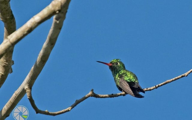 Bird Watching Tour near Merida-Half Day photo 9