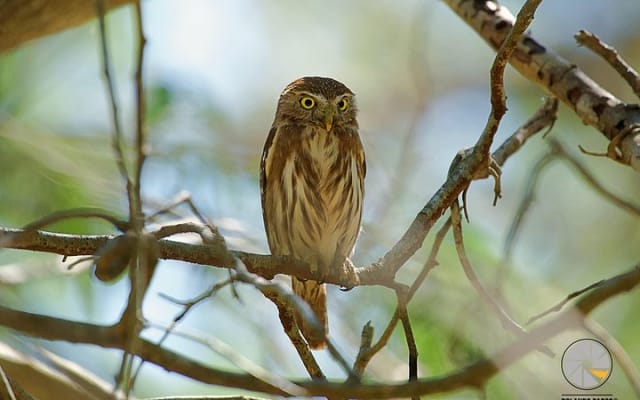 Bird Watching Tour near Merida-Half Day photo 10