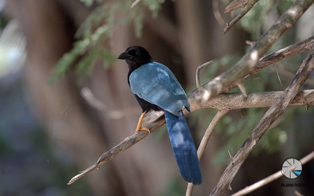 Bird Watching Tour near Merida-Half Day photo 11