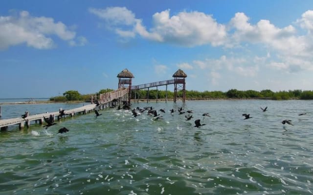 Discover the Wonders of Holbox, Cenote and Passion Island. Transport included photo 15