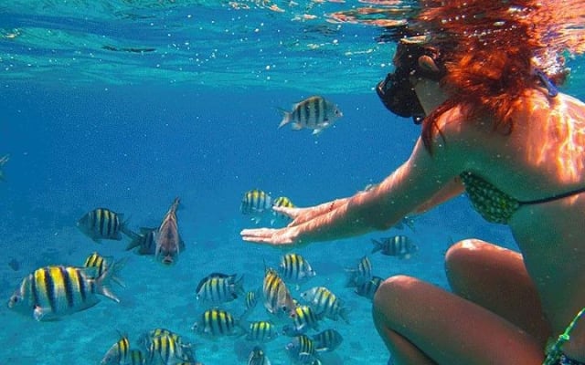 Snorkel in El Cielo Cozumel Reef with Lunch, Beach and Transport photo 5